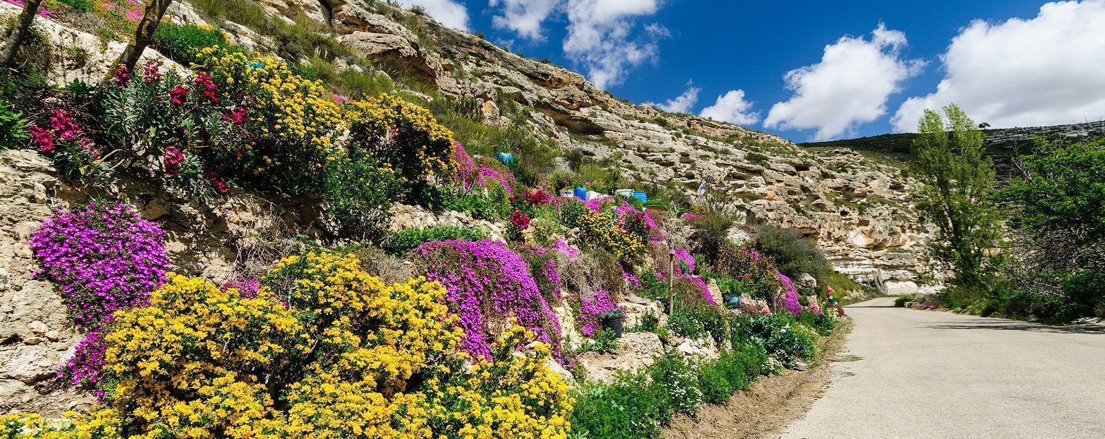Flores en la Ribera de Cubas