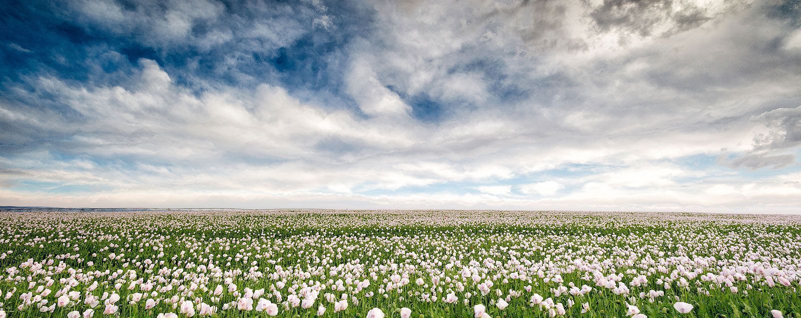 Amapolas en Valdeganga