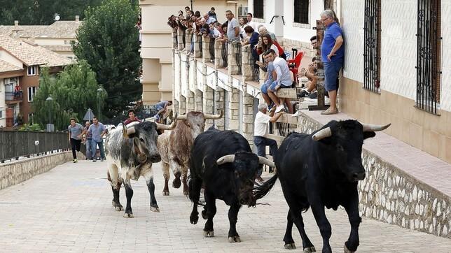 Novillos toros avanzan por la cuesta que llega hasta la plaza de toros de Alcalá del Júcar