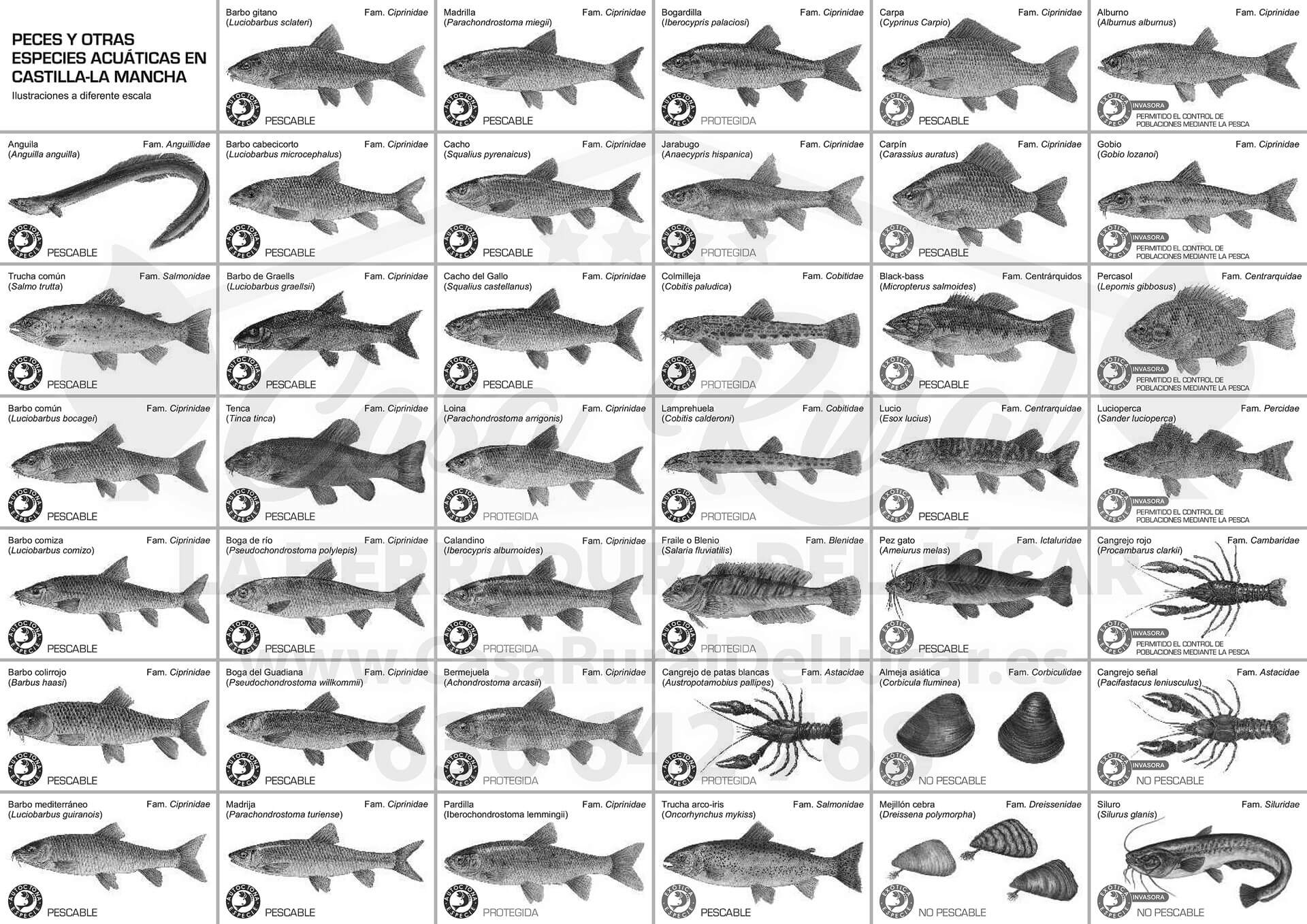 Peces y especies acuáticas de Castilla-La Mancha