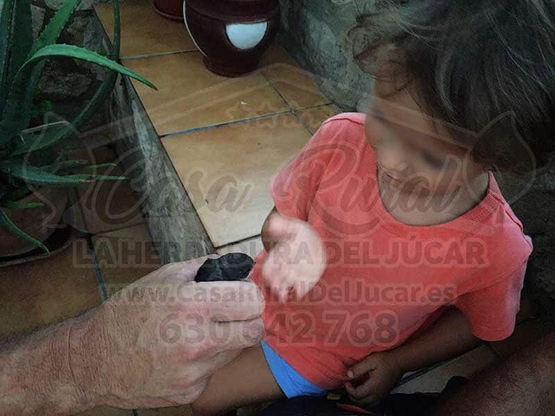 Vencejo real en la mano de una niña