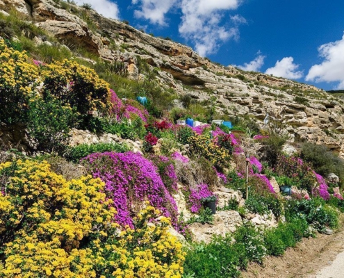 Flores en la Ribera de Cubas