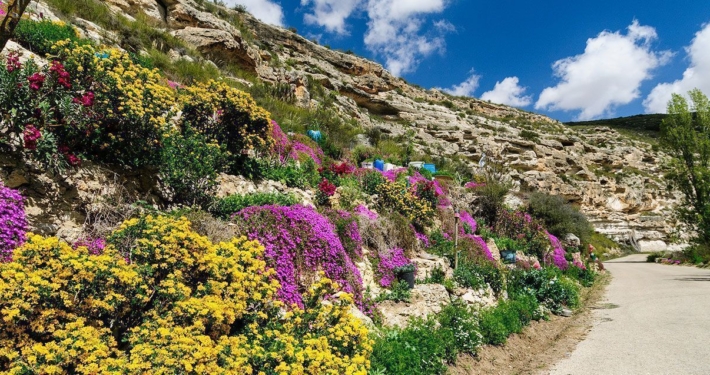 Flores en la Ribera de Cubas