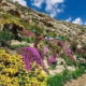 Flores en la Ribera de Cubas