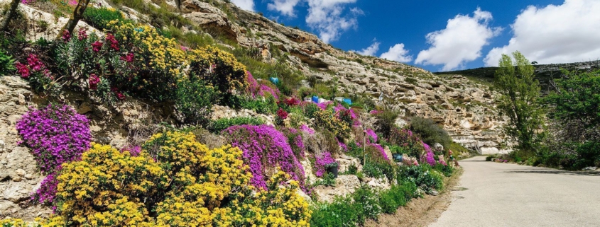 Flores en la Ribera de Cubas