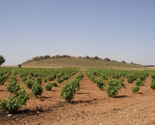 Viñedos en Casas Ibáñez