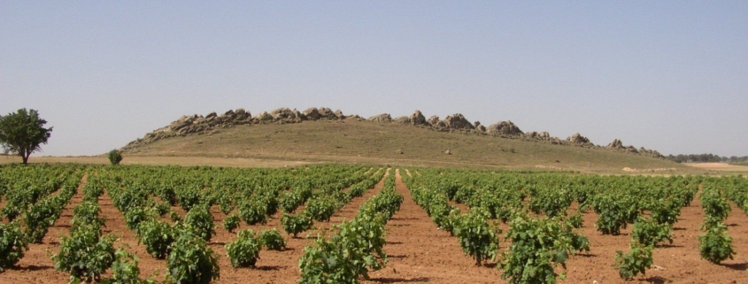 Viñedos en Casas Ibáñez