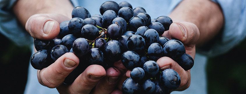 Madrigueras Manos con racimo de uvas